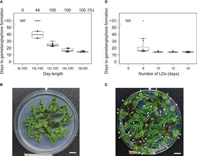 Circadian clock does not play an essential role in daylength measurement for growth-phase transition in Marchantia polymorpha